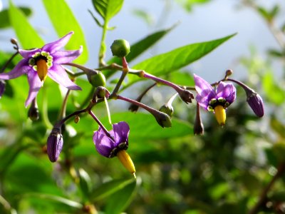 20140819Solanum_dulcamara1