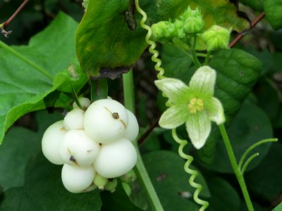 20140817Bryonia_dioica1