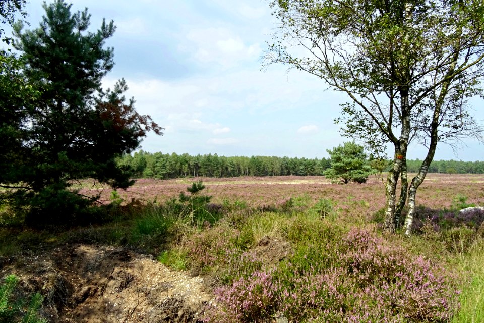 20140822_Koningsheide_ten_noorden_van_Arnhem