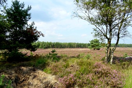 20140822_Koningsheide_ten_noorden_van_Arnhem