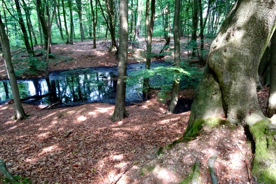 20140822_Waterpoel_op_de_Waterberg_Arnhem