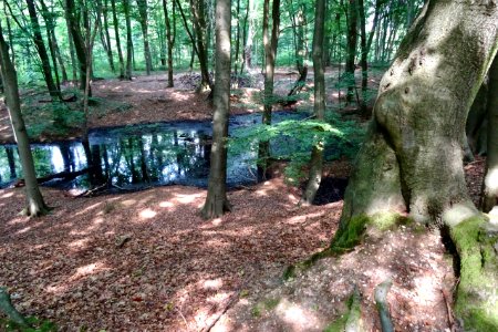 20140822_Waterpoel_op_de_Waterberg_Arnhem photo