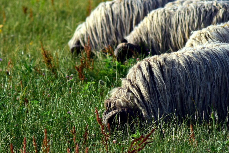 Meadow pasture animals