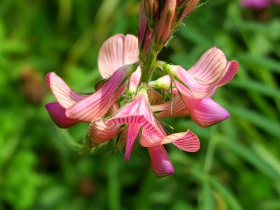 20140817Onobrychis_viciifolia2