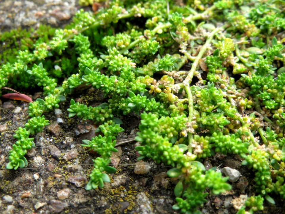 20140810Herniaria_glabra1