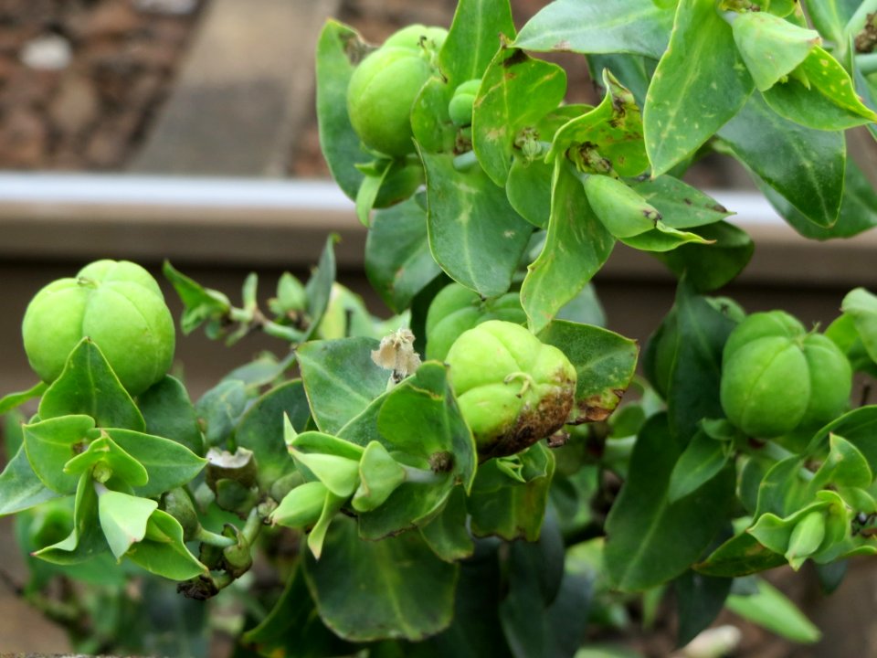 20140810Euphorbia_lathyris3
