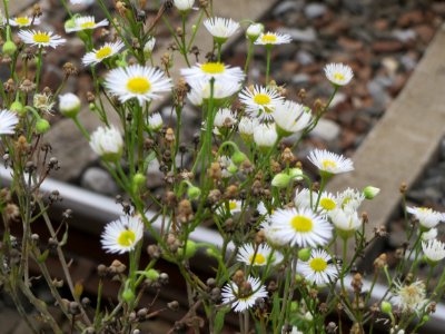 20140810Erigeron_annuus2