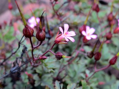 20140810Geranium_robertianum1