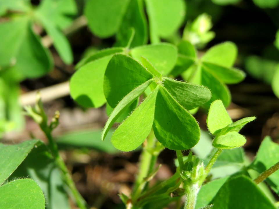 20140821Oxalis_corniculata2