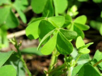 20140821Oxalis_corniculata2