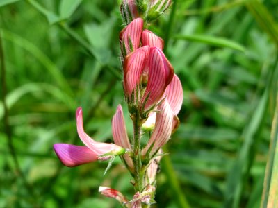 20140817Onobrychis_viciifolia1