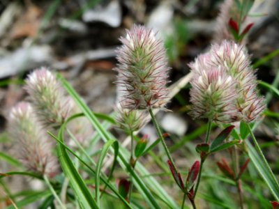 20140820Trifolium_arvense2