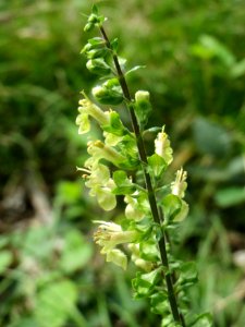 20140820Teucrium_scorodonia3