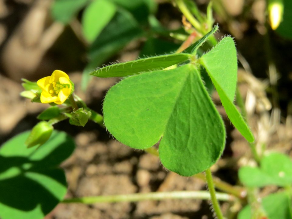 20140821Oxalis_corniculata1