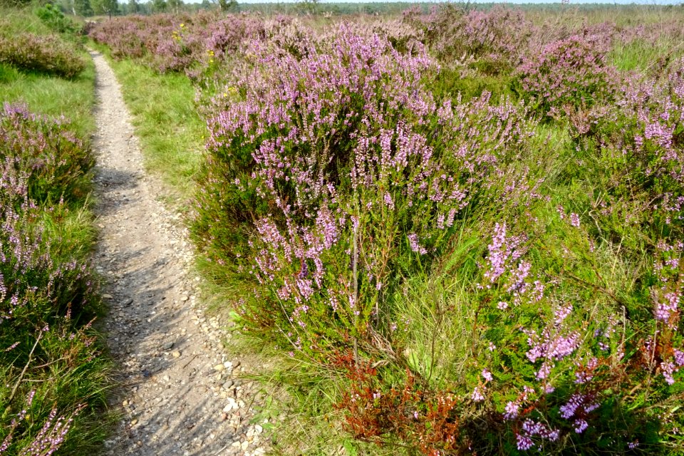 20140822_Delhuijzen_bij_Arnhem