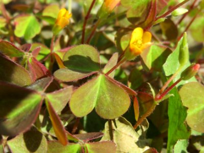 20140821Oxalis_corniculata3