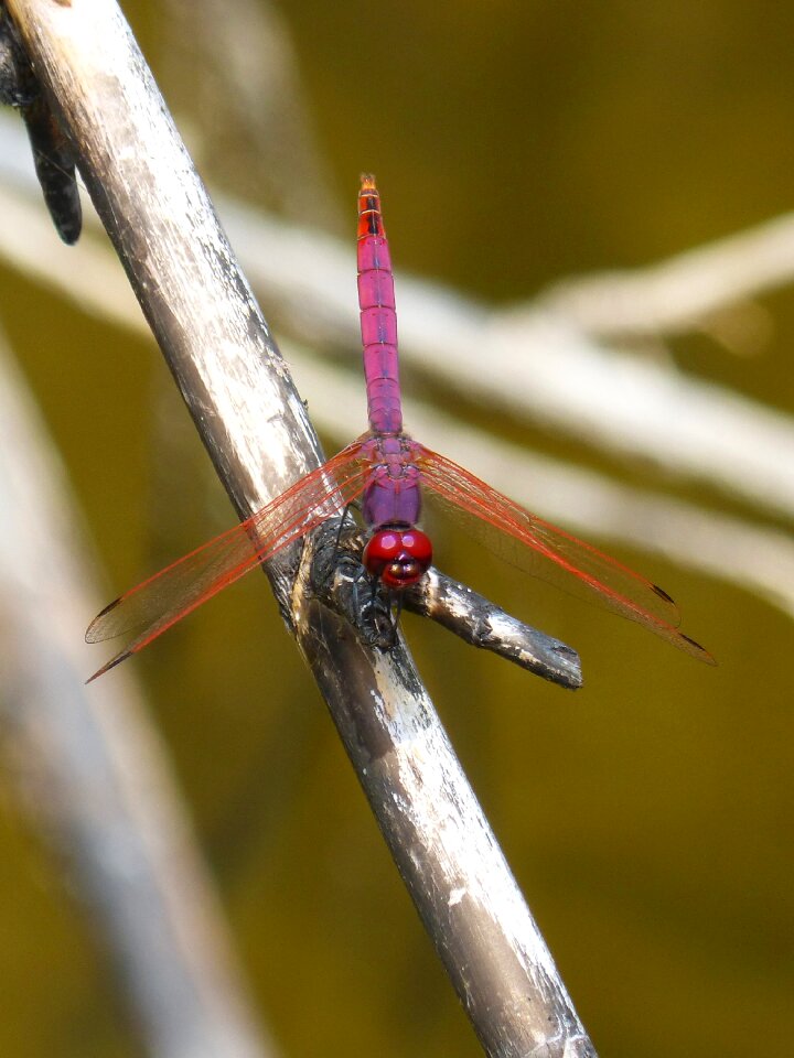Raft annulata trithemis pipe vinous