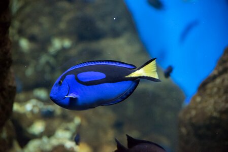 Fish zoo aquarium photo