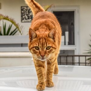Pet cute kitten