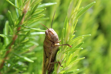 Cicada cricket nature