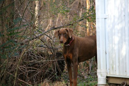 Brown pet animal