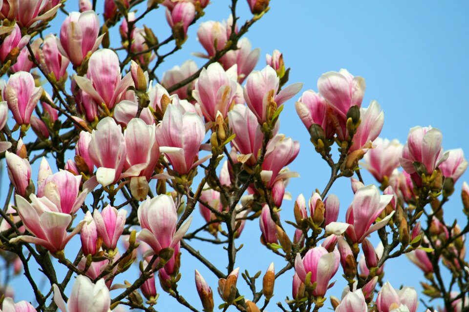 Spring flower tree flowers