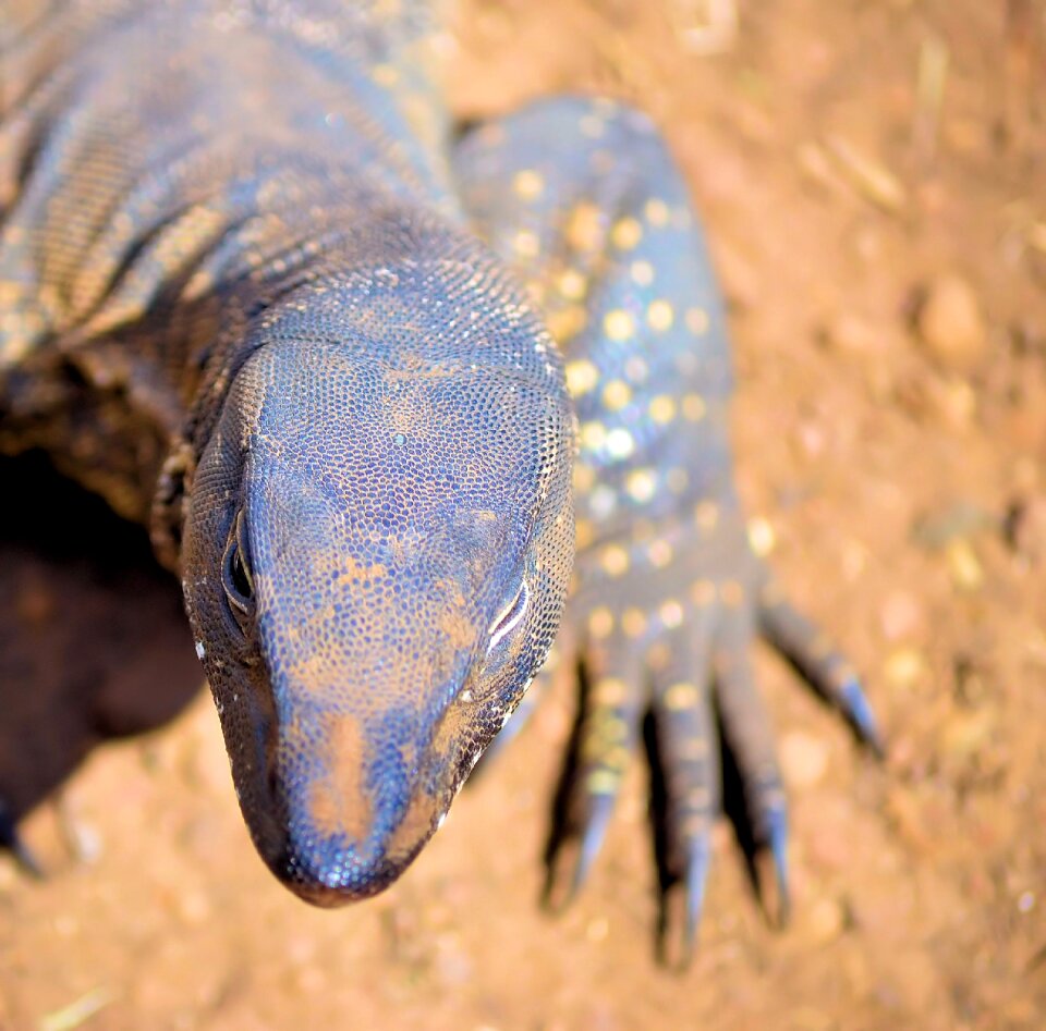 Animals desert reptile