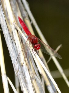 Erythraea crocothemis winged insect libelulido photo