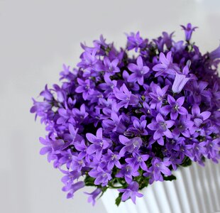 Flowers purple potted plant