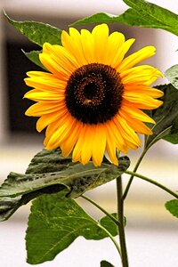 Yellow summer flower