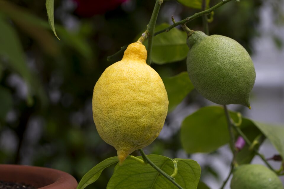 Food citrus vitamins