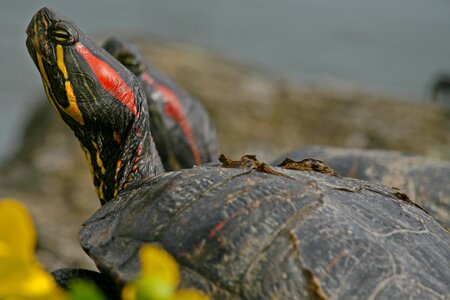 Red-eared slider water turtle reptile