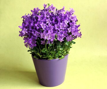 Flowers flower pot potted photo