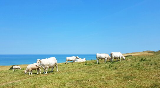 Pasture meadow landscape