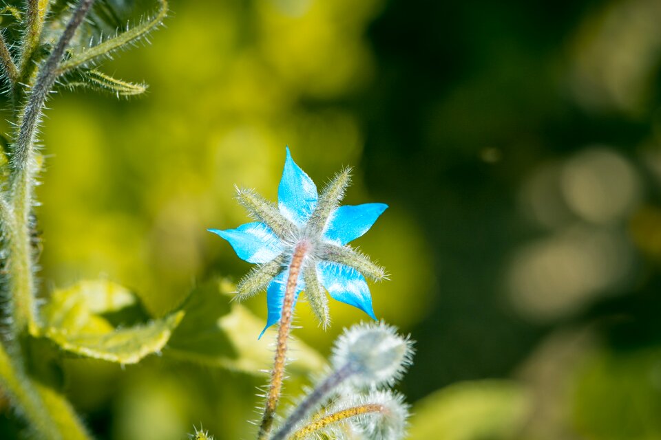 Spice herb medicinal plant