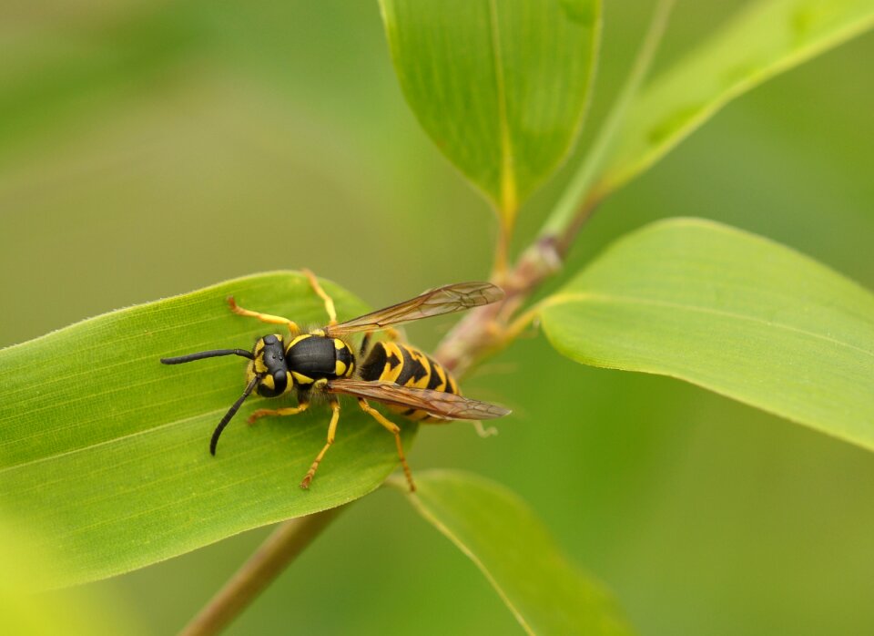 Close up nature bamboo