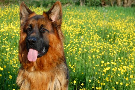Meadow language smiling