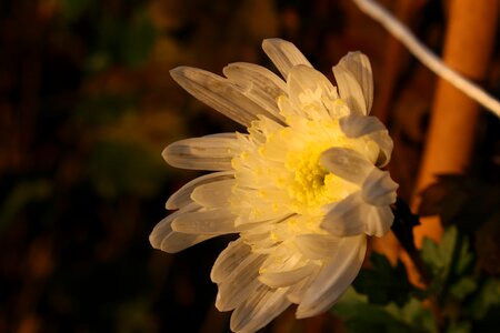 Petals delicate sunset