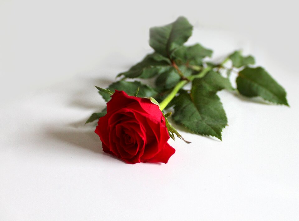 Love beautiful red
