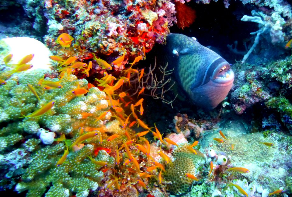 Underwater sea ocean photo