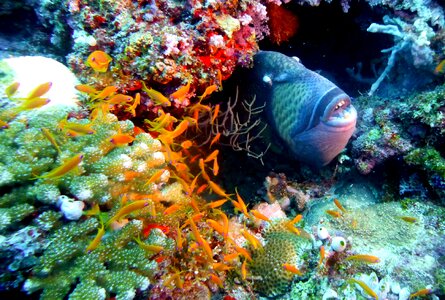 Underwater sea ocean