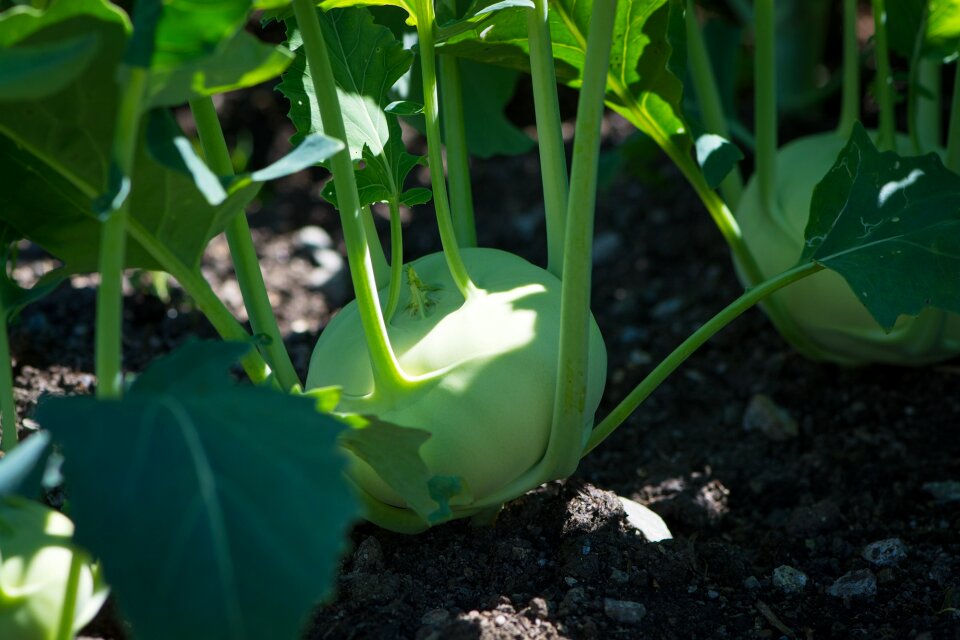 Vegetable garden vegetables fresh