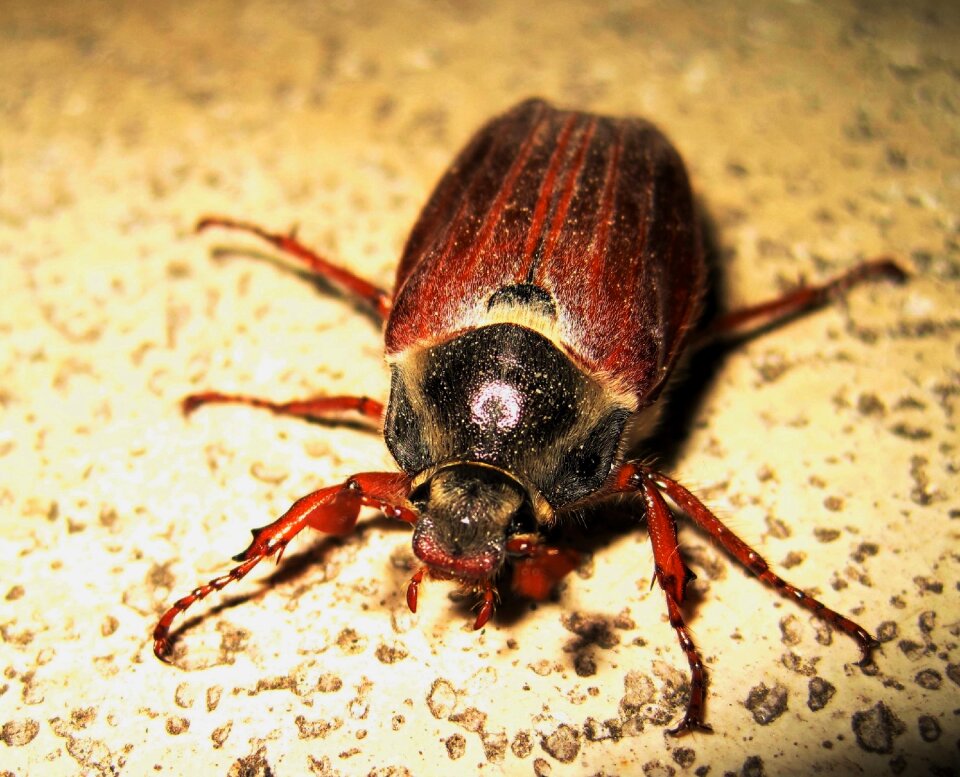 Insect beetle brown