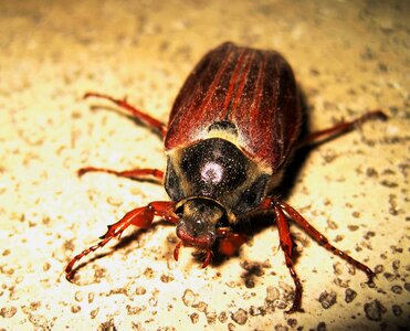 Insect beetle brown photo