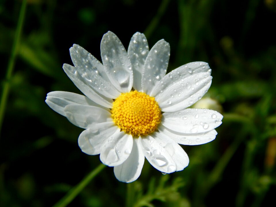 Flower nature daisies
