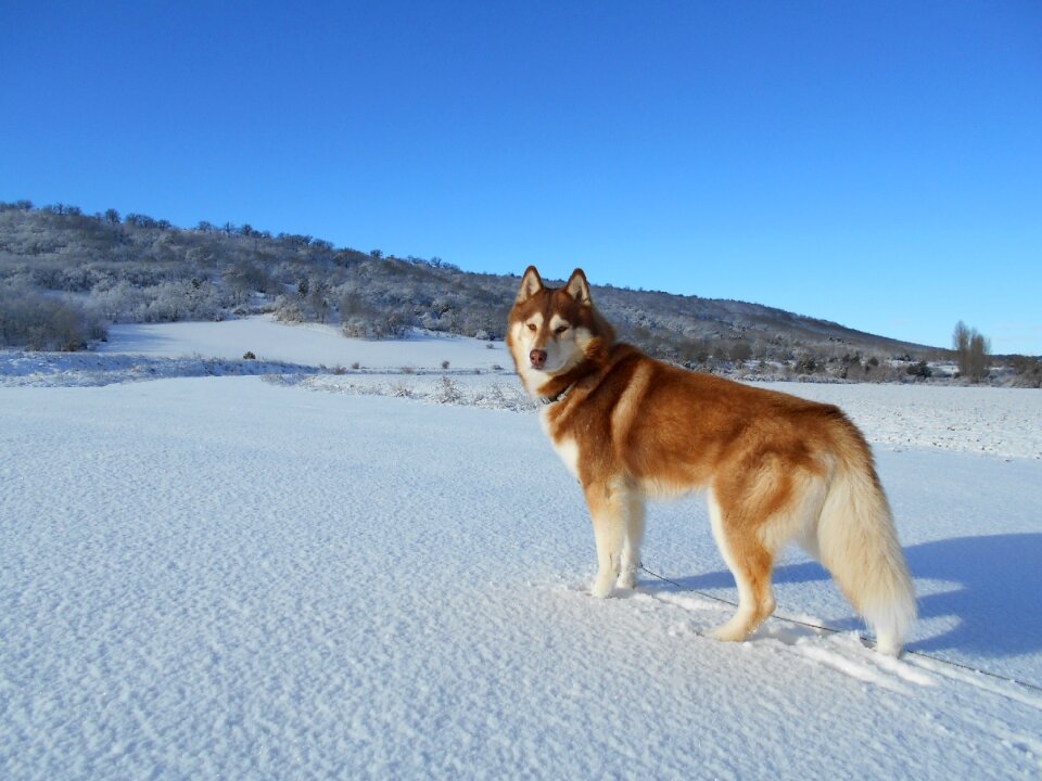 Dog pet inuki