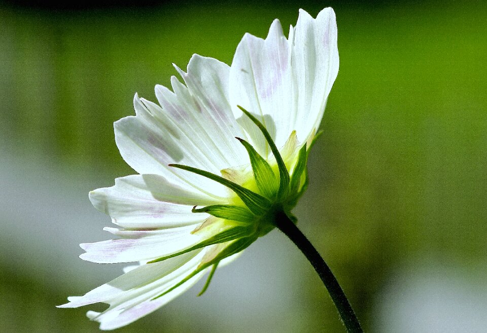 Nature blossom bloom