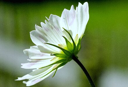 Nature blossom bloom photo