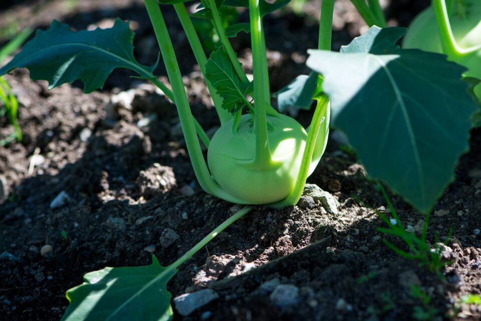 Vegetable garden vegetables fresh