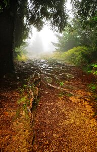 The fog forest rosa